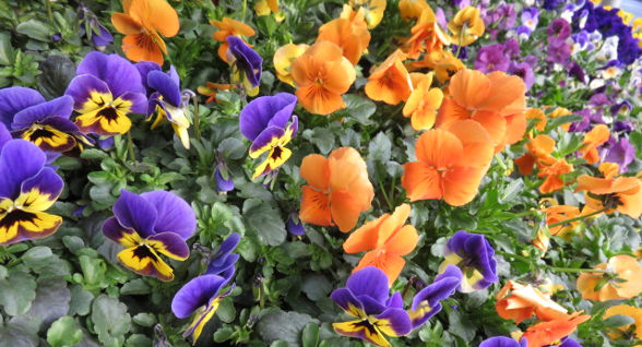 Blumen Hibbeler Zetel